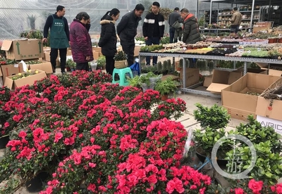 市民花市選“年貨” 春節(jié)花卉銷(xiāo)售火爆，禮品花卉走俏市場(chǎng)