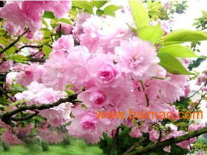 濰坊國(guó)慶菊優(yōu)質(zhì)貨源尋蹤 批發(fā)生產(chǎn)廠家、價(jià)格及禮品花卉銷(xiāo)售指南