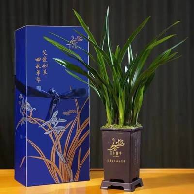 父愛如蘭 一束芬芳里的深情，花農笑顏中的豐收